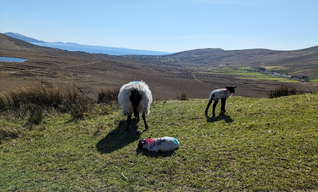 Achill Island: Irlands schroffe Schönheit