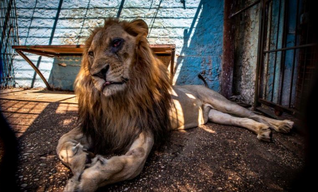 Zoo des Grauens