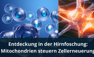 Entdeckung in der Hirnforschung: Mitochondrien steuern Zellerneuerung