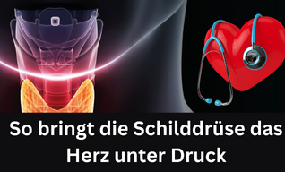 So bringt die Schilddrüse das Herz unter Druck